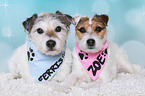 Jack & Parson Russell Terrier