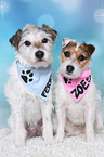 Jack & Parson Russell Terrier