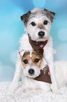 Jack & Parson Russell Terrier