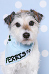 Parson Russell Terrier Portrait