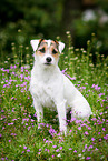 sitting Parson Russell Terrier