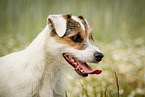 Parson Russell Terrier Portrait