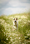 running Parson Russell Terrier