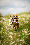 Parson Russell Terrier and Beagle