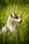 Parson Russell Terrier Portrait