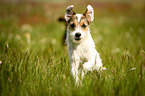 running Parson Russell Terrier