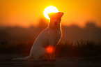 sitting Parson Russell Terrier
