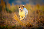 running Parson Russell Terrier
