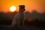 sitting Parson Russell Terrier