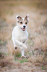 running Parson Russell Terrier