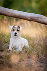 lying Parson Russell Terrier