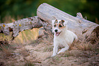 lying Parson Russell Terrier