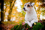 lying Parson Russell Terrier