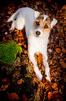 lying Parson Russell Terrier