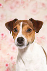 Parson Russell Terrier Portrait