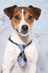 Parson Russell Terrier Portrait
