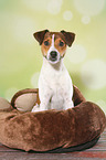sitting Parson Russell Terrier