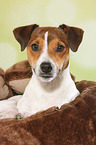 lying Parson Russell Terrier
