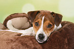 lying Parson Russell Terrier