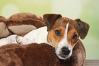 lying Parson Russell Terrier