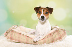 lying Parson Russell Terrier