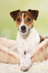 lying Parson Russell Terrier
