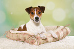 lying Parson Russell Terrier