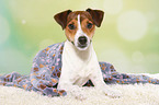 lying Parson Russell Terrier