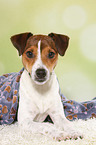lying Parson Russell Terrier