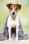 standing Parson Russell Terrier