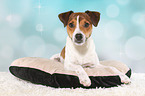 lying Parson Russell Terrier
