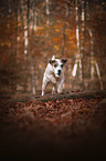 running Parson Russell Terrier
