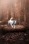 running Parson Russell Terrier