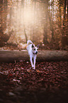 running Parson Russell Terrier