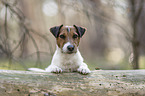 Parson Russell Terrier