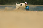 Parson Russell Terrier