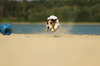 playing Parson Russell Terrier