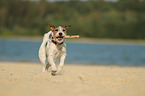 playing Parson Russell Terrier
