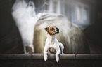 lying Parson Russell Terrier
