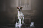 Parson Russell Terrier