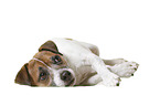 Parson Russell Terrier in front of white background