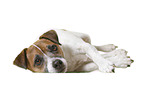 Parson Russell Terrier in front of white background