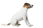 Parson Russell Terrier in front of white background
