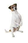 Parson Russell Terrier in front of white background