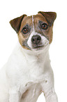 Parson Russell Terrier in front of white background