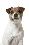Parson Russell Terrier in front of white background