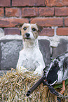 brown-white Parson Russell Terrier