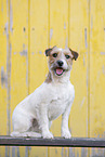 brown-white Parson Russell Terrier