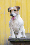 brown-white Parson Russell Terrier