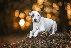 lying Parson Russell Terrier